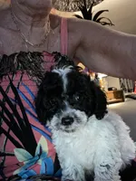 Kona Big Toy , a male Poodle - Toy  for sale in St. Petersburg, FL – 3 of 4