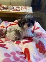 Franco, a male Poodle - Toy  for sale in St. Petersburg, FL – 2 of 7