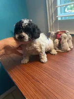 Kona, a male Poodle - Toy  for sale in St. Petersburg, FL – 2 of 3