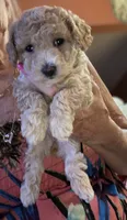 Carmen , a female Poodle - Miniature  for sale in St. Petersburg, FL – 7 of 7