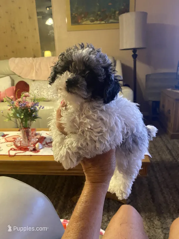 Franco – Poodle - Toy  puppy for sale in St. Petersburg, FL