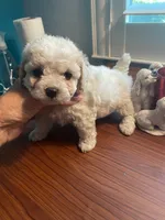Winston , a male Poodle - Toy  for sale in St. Petersburg, FL – 3 of 5
