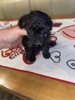 Little Bitty, a female Poodle - Toy  for sale in St. Petersburg, FL – 3 of 8