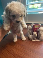 Winston , a male Poodle - Toy  for sale in St. Petersburg, FL – 4 of 5