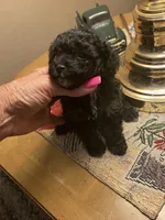 Little Bitty, a female Poodle - Toy  for sale in St. Petersburg, FL – 7 of 8