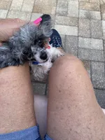 Tiny Franco , a male Poodle - Toy  for sale in Saint Petersburg, FL – 4 of 7