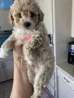 Grogu small toy, a male Poodle - Toy  for sale in St. Petersburg, FL – 3 of 7