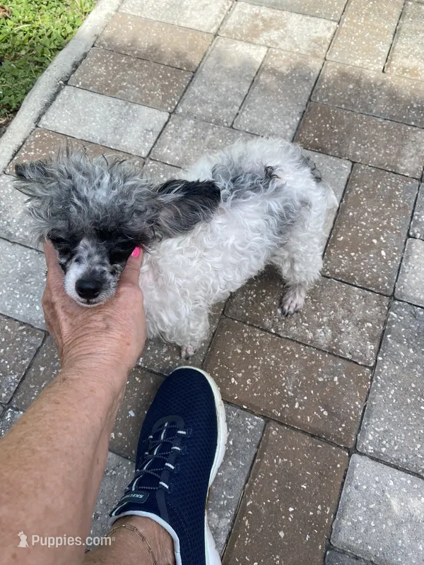 Tiny Franco  – Poodle - Toy  puppy for sale in Saint Petersburg, FL