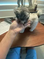 Franco Small Toy , a male Poodle - Toy  for sale in St. Petersburg, FL – 9 of 10