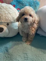 Groggu ❤️ LOVE, a male Poodle - Toy  for sale in St. Petersburg, FL – 2 of 9