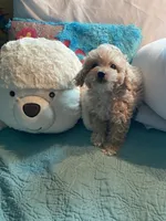 Groggu ❤️ LOVE, a male Poodle - Toy  for sale in St. Petersburg, FL – 6 of 9