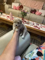 Shorty, a male Poodle - Toy  for sale in St. Petersburg, FL – 5 of 5