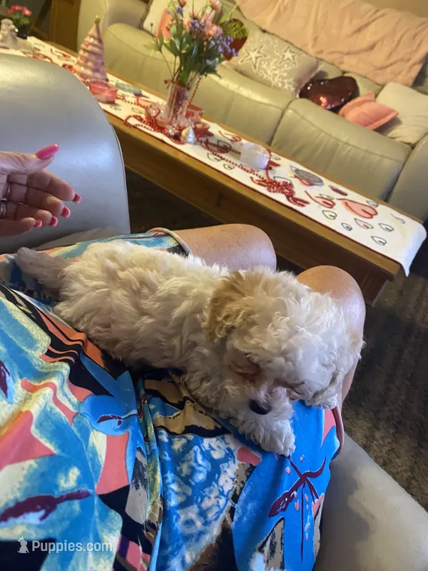 Winston  – Poodle - Toy  puppy for sale in St. Petersburg, FL
