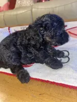 Little Bitty, a female Poodle - Toy  for sale in St. Petersburg, FL – 4 of 8
