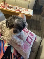 Franco, a male Poodle - Toy  for sale in St. Petersburg, FL – 6 of 7