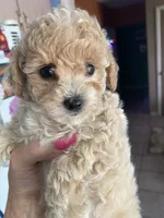 Grogu small toy, a male Poodle - Toy  for sale in St. Petersburg, FL – 1 of 7