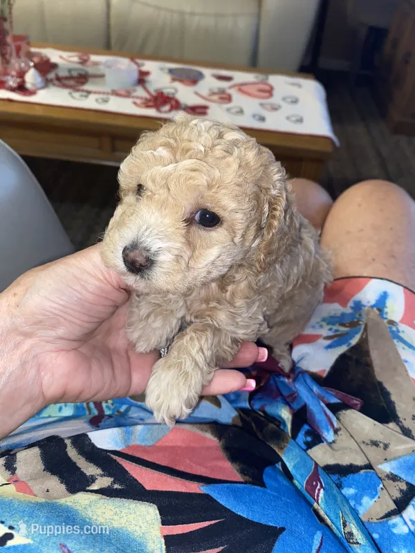 Carmen  – Poodle - Toy , Poodle - Miniature  puppy for sale in St. Petersburg, FL
