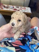 Carmen , a female Poodle - Miniature  for sale in St. Petersburg, FL – 3 of 7