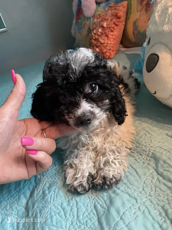 Kona Big Toy  – Poodle - Toy  puppy for sale in St. Petersburg, FL
