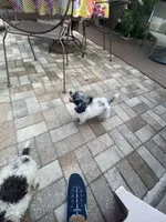 Tiny Franco , a male Poodle - Toy  for sale in Saint Petersburg, FL – 7 of 7