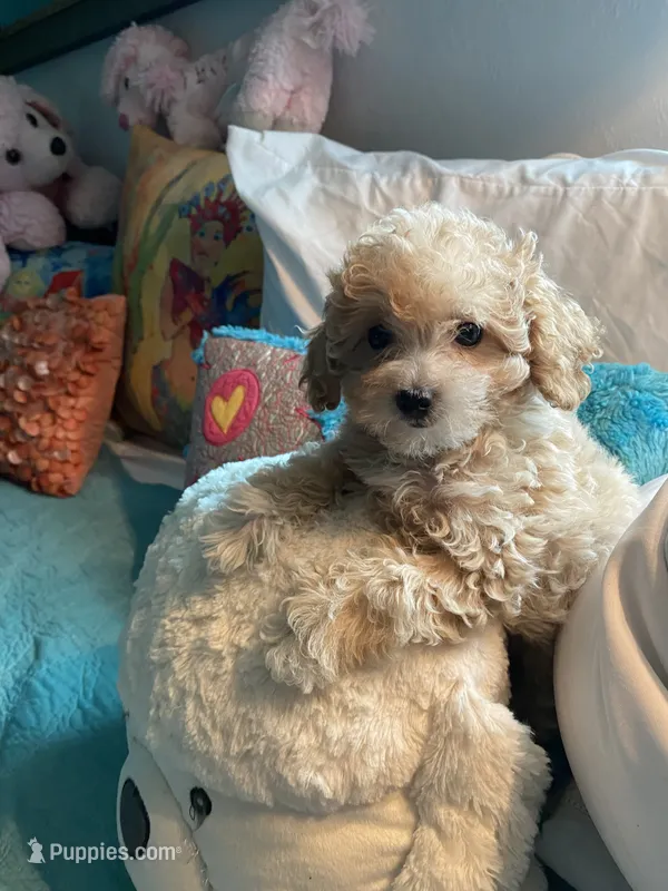 Groggu ❤️ LOVE – Poodle - Toy  puppy for sale in St. Petersburg, FL