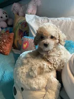 Groggu ❤️ LOVE, a male Poodle - Toy  for sale in St. Petersburg, FL – 1 of 9