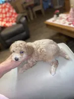 Carmen , a female Poodle - Miniature  for sale in St. Petersburg, FL – 2 of 7