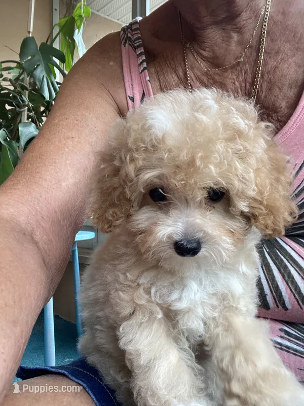 Groggu ❤️ LOVE – Poodle - Toy  puppy for sale in St. Petersburg, FL