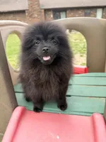 Maxamillion , a male Pomeranian for sale in Dewey, OK – 1 of 5