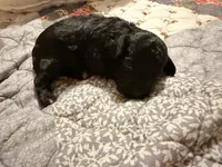 Dodger, a male Poodle - Toy  for sale in Dewey, OK – 3 of 4