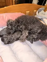 Black beauty, a female Poodle - Toy  for sale in Dewey, OK – 2 of 4