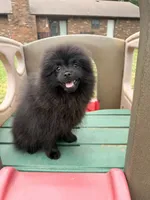 Maxamillion , a male Pomeranian for sale in Dewey, OK – 5 of 5