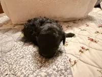 Black beauty, a female Poodle - Toy  for sale in Dewey, OK – 3 of 4