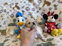 Snowball, a female Poodle - Toy  for sale in Dewey, OK – Photo 1 of 3