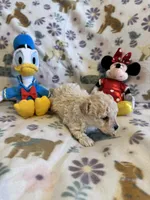 Snowball, a female Poodle - Toy  for sale in Dewey, OK – Photo 3 of 3