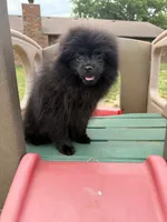 Maxamillion , a male Pomeranian for sale in Dewey, OK – 3 of 5