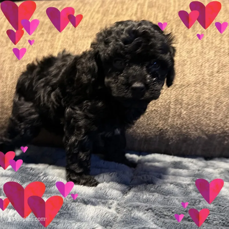Winnie – Poodle - Toy  puppy for sale in Dewey, OK