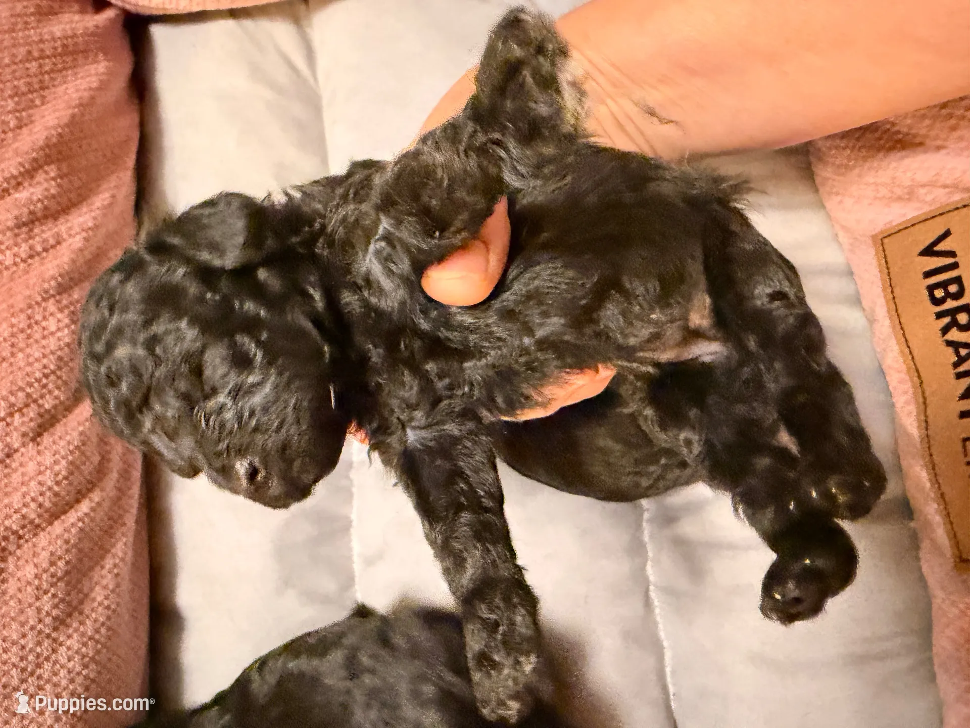 Dodger, a male Poodle - Toy  for sale in Dewey, OK – 1 of 4