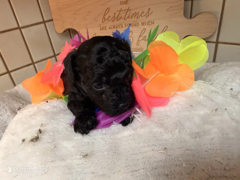 Winnie – Poodle - Toy  puppy for sale in Dewey, OK