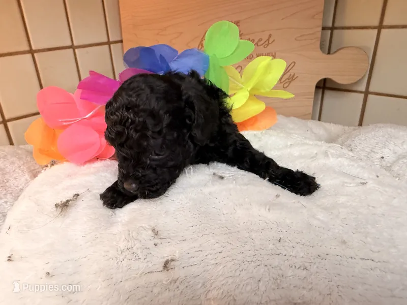 Black beauty – Poodle - Toy  puppy for sale in Dewey, OK