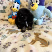 Max, a male Pomeranian for sale in Dewey, OK – Photo 2 of 4