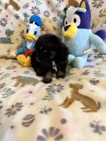 Max, a male Pomeranian for sale in Dewey, OK – Photo 2 of 4