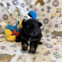 Max, a male Pomeranian for sale in Dewey, OK – Photo 3 of 4