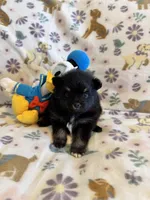 Max, a male Pomeranian for sale in Dewey, OK – Photo 3 of 4