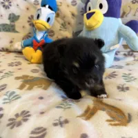 Max, a male Pomeranian for sale in Dewey, OK – Photo 1 of 4