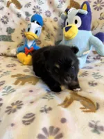 Max, a male Pomeranian for sale in Dewey, OK – Photo 1 of 4