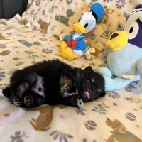 Max, a male Pomeranian for sale in Dewey, OK – Photo 4 of 4