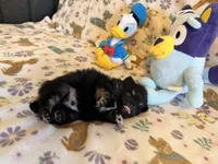 Max, a male Pomeranian for sale in Dewey, OK – Photo 4 of 4