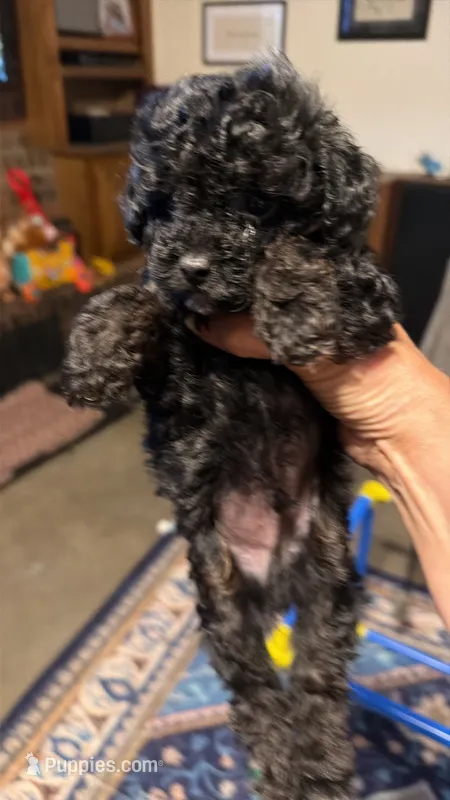 Dodger – Poodle - Toy  puppy for sale in Dewey, OK