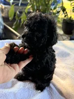 Chaz, a male Poodle - Toy  for sale in Dewey, OK – 4 of 5